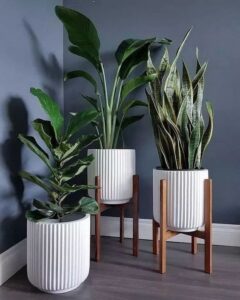 Indoor Plants and Greenery
